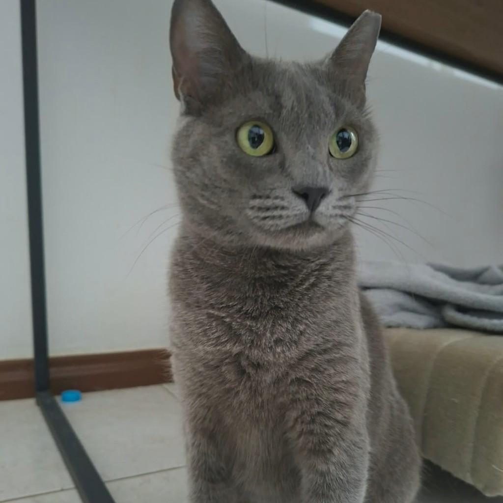 Zoe, gata de porte médio para adoção no Rio de Janeiro - RJ — foto 3 de 4