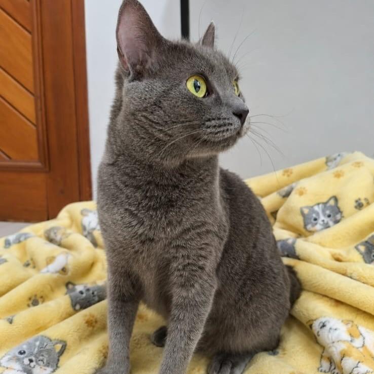 Zoe, gata de porte médio para adoção no Rio de Janeiro - RJ — foto 4 de 4