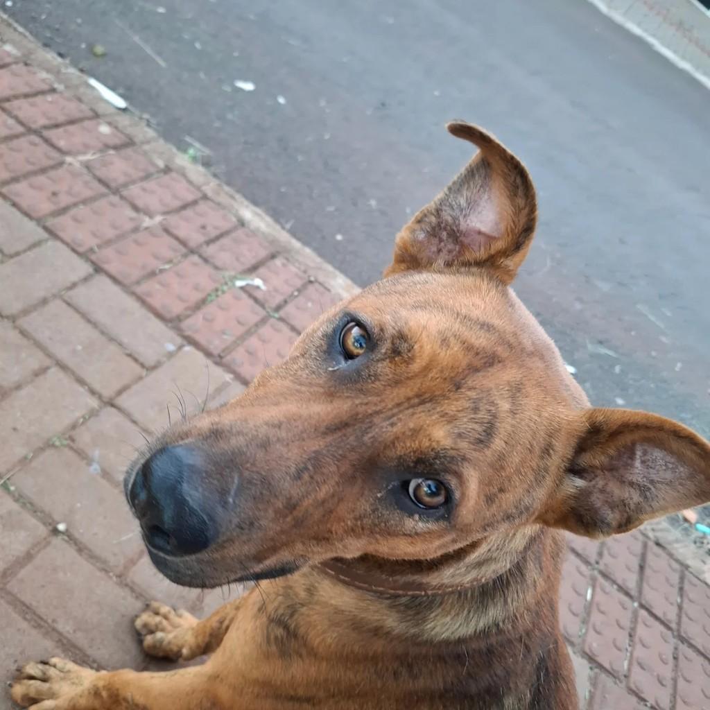 Scooby, cachorro de porte grande para adoção em Chapecó - SC