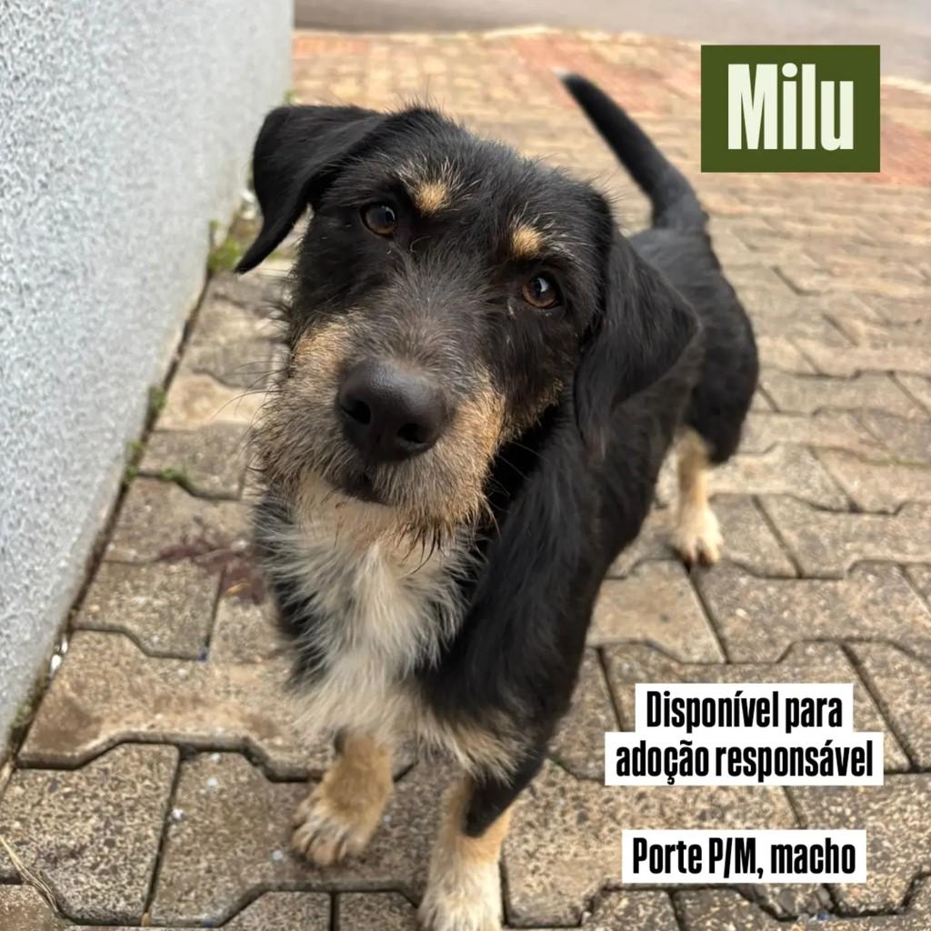 Milu, cachorro de porte médio para adoção em Chapecó - SC