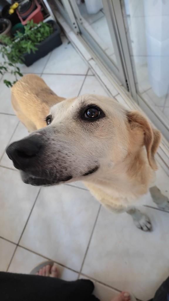 Serena, cadela de porte médio para adoção em Chapecó - SC