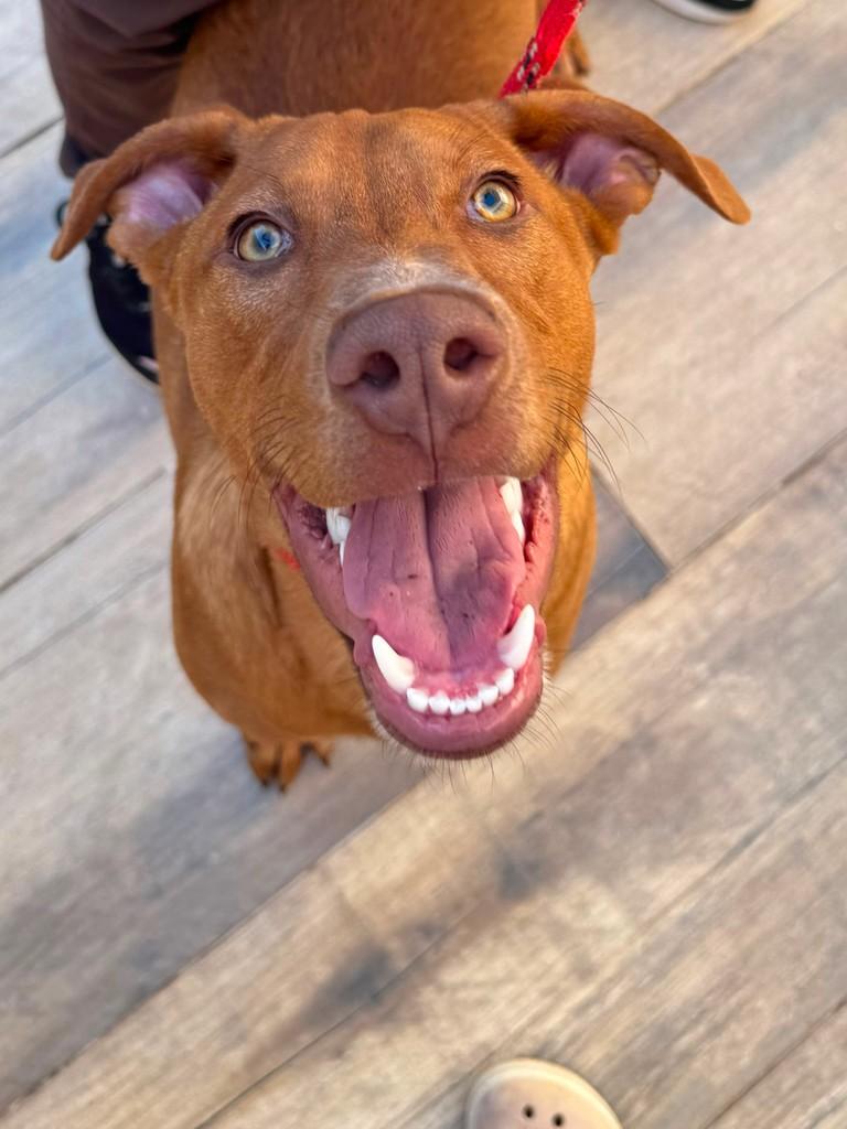 Máx, cachorro de porte grande para adoção em Chapecó - SC