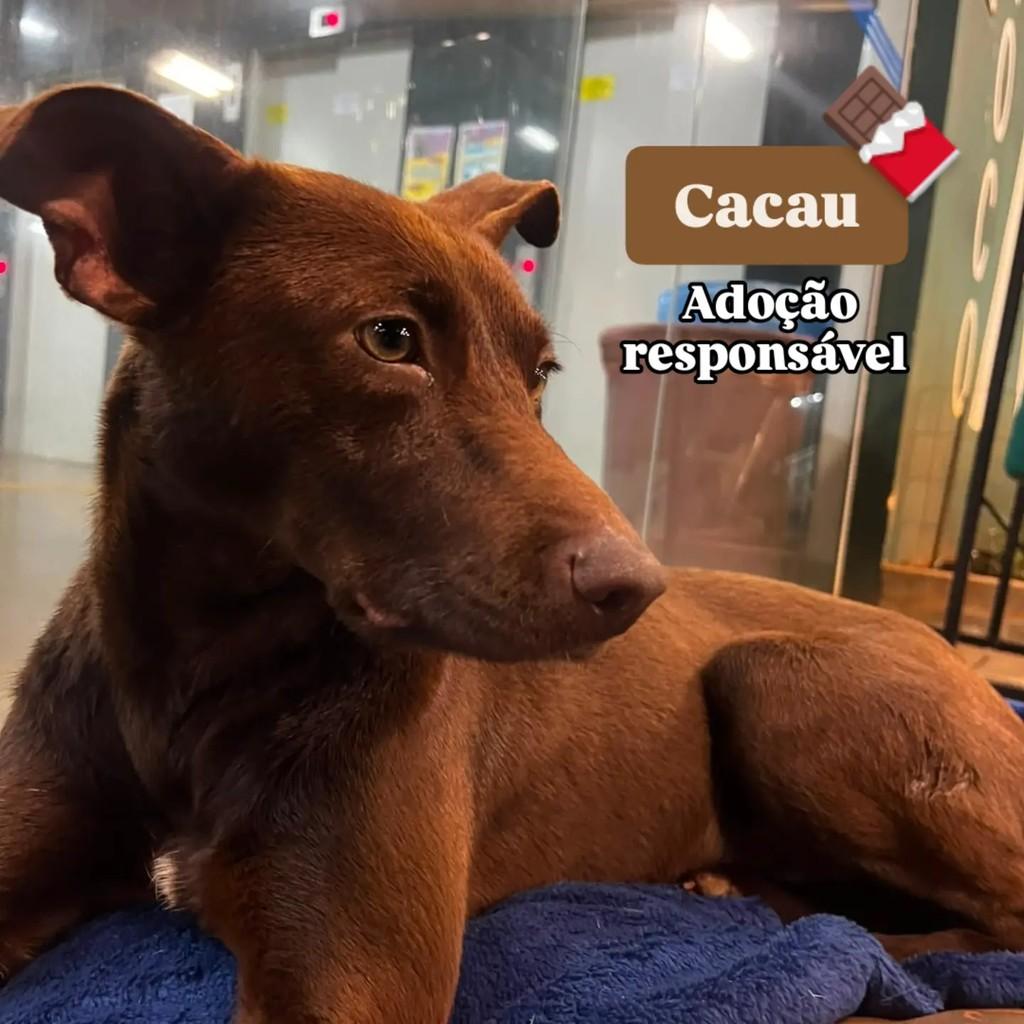 Cacau, cadela de porte médio para adoção em Chapecó - SC