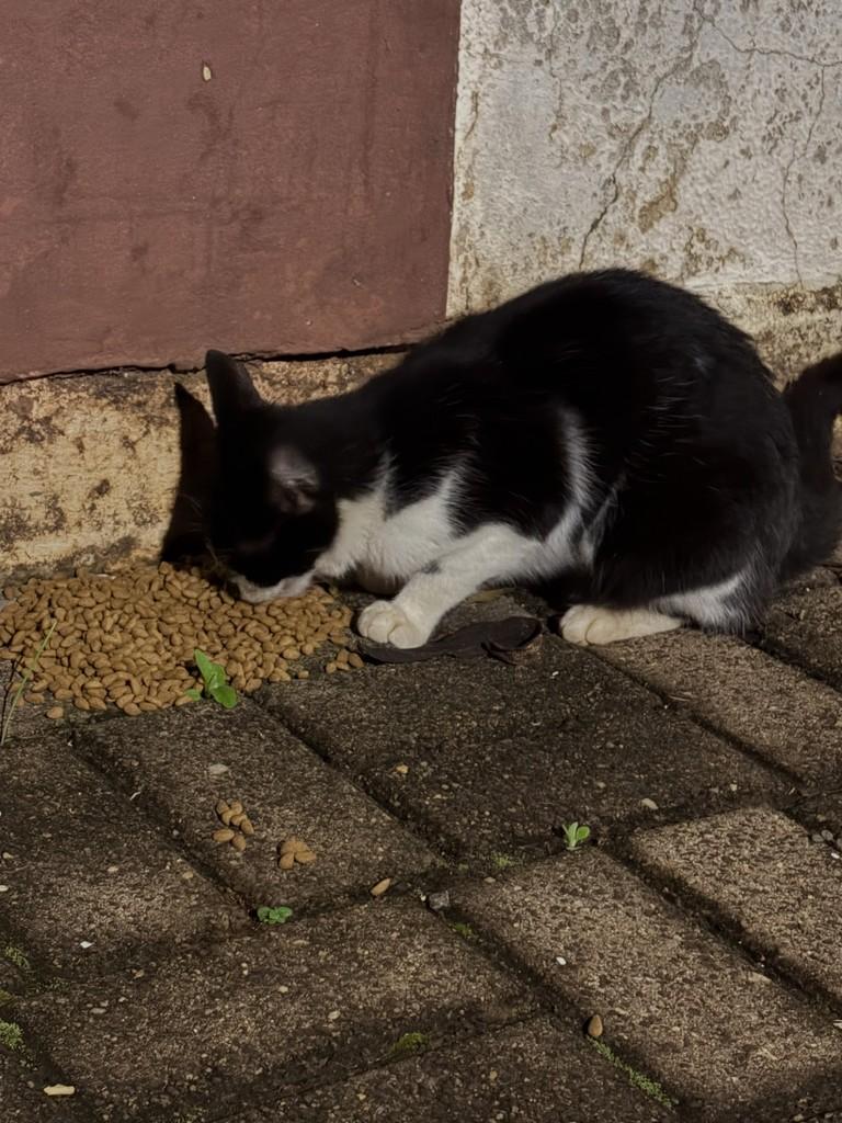 Joaquina, gata de porte pequeno para adoção em Chapecó - SC