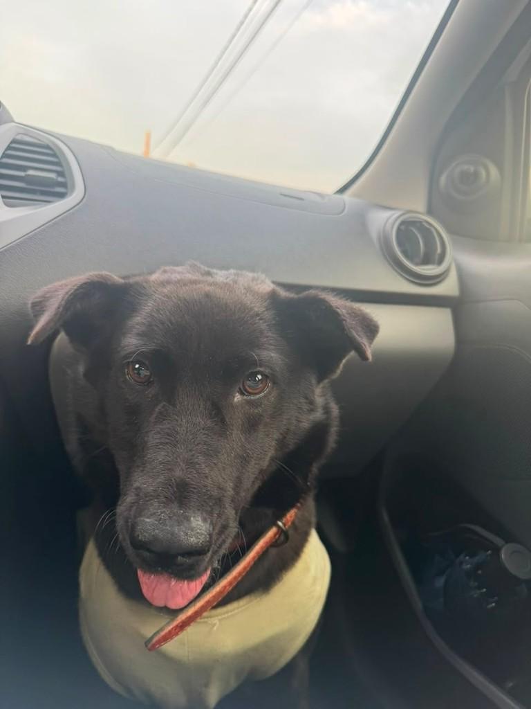 Pandora, cadela de porte pequeno para adoção em Chapecó - SC