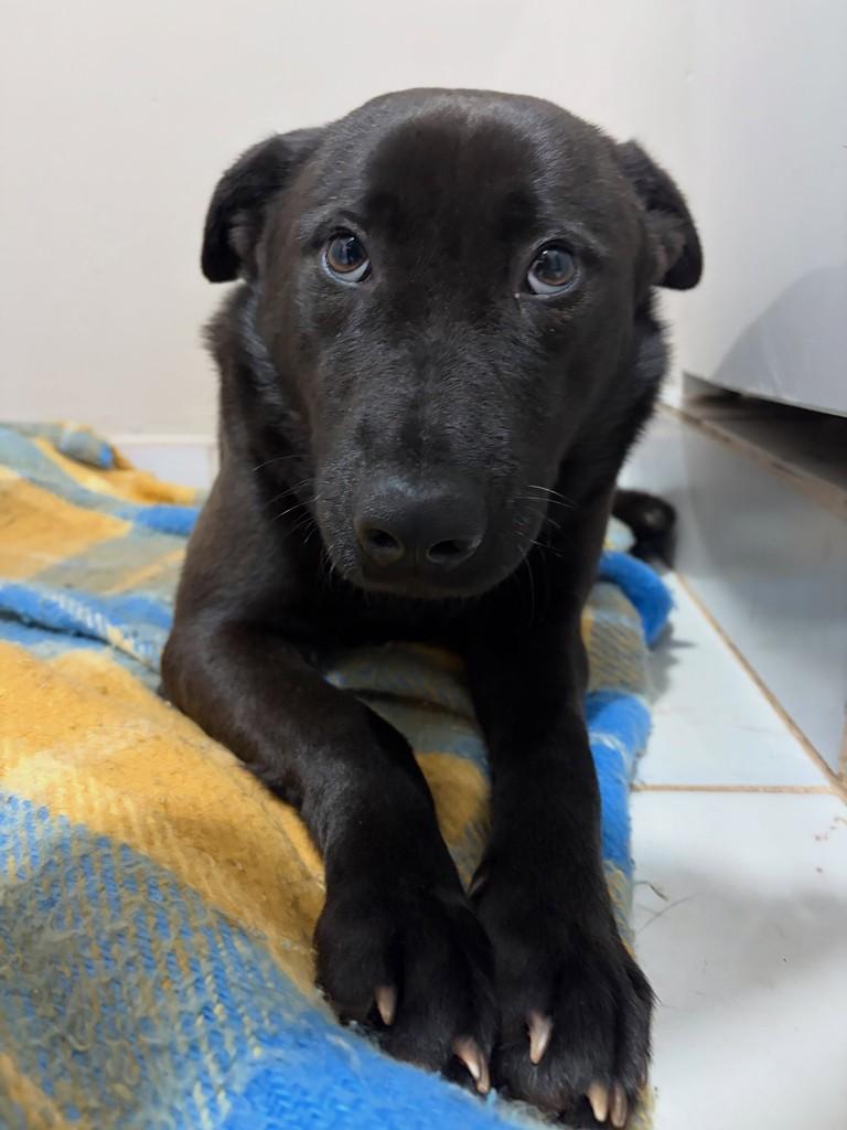 Pandora, cadela de porte pequeno para adoção em Chapecó - SC — foto 2 de 5