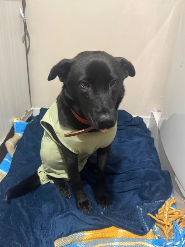 Pandora, cadela de porte pequeno para adoção em Chapecó - SC — foto 3 de 5