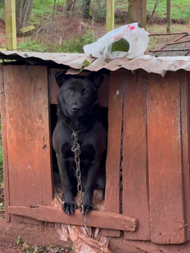 Pandora, cadela de porte pequeno para adoção em Chapecó - SC — foto 5 de 5