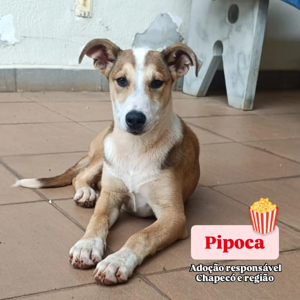Pipoca, cadela de porte pequeno para adoção em Chapecó - SC