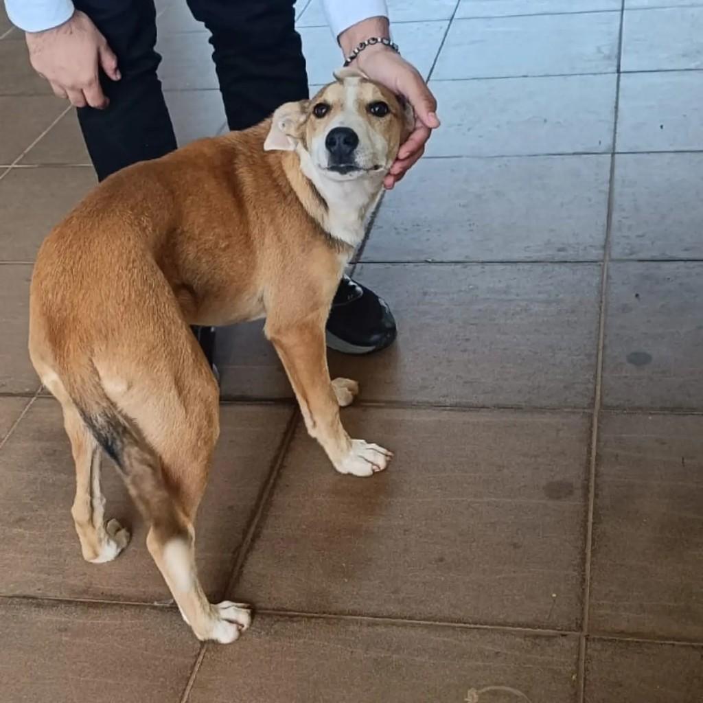 Pipoca, cadela de porte pequeno para adoção em Chapecó - SC — foto 2 de 4