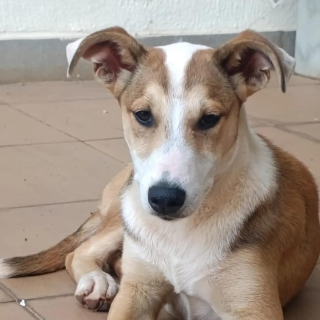 Pipoca, cadela de porte pequeno para adoção em Chapecó - SC — foto 3 de 4