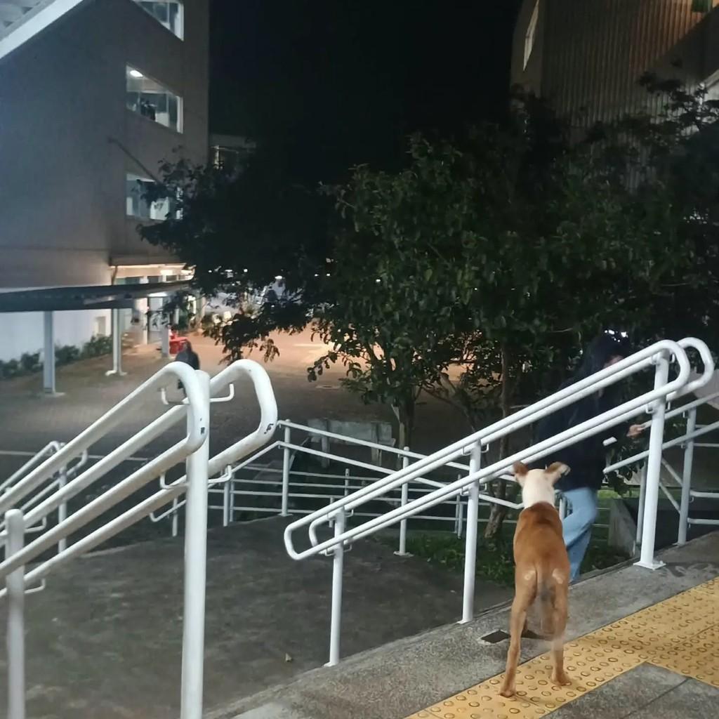 Pipoca, cadela de porte pequeno para adoção em Chapecó - SC — foto 4 de 4