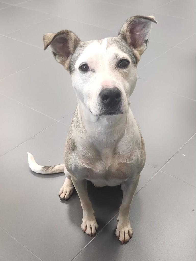 Pandora, cadela de porte médio para adoção em Chapecó - SC