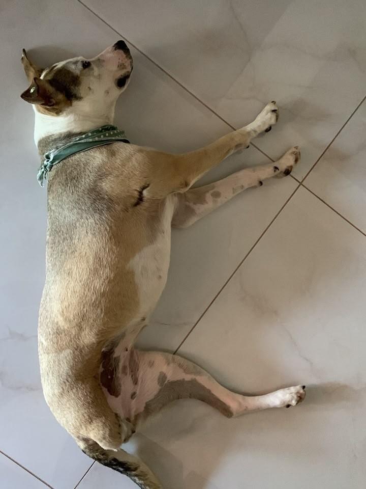 Pandora, cadela de porte médio para adoção em Chapecó - SC — foto 2 de 5