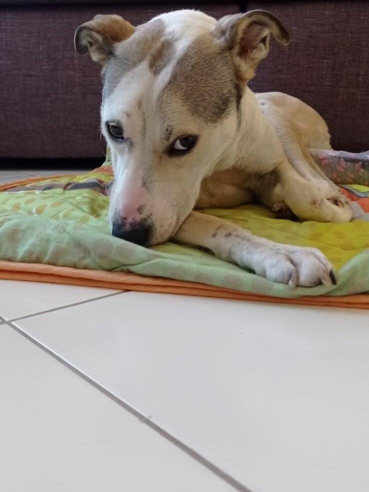 Pandora, cadela de porte médio para adoção em Chapecó - SC — foto 3 de 5