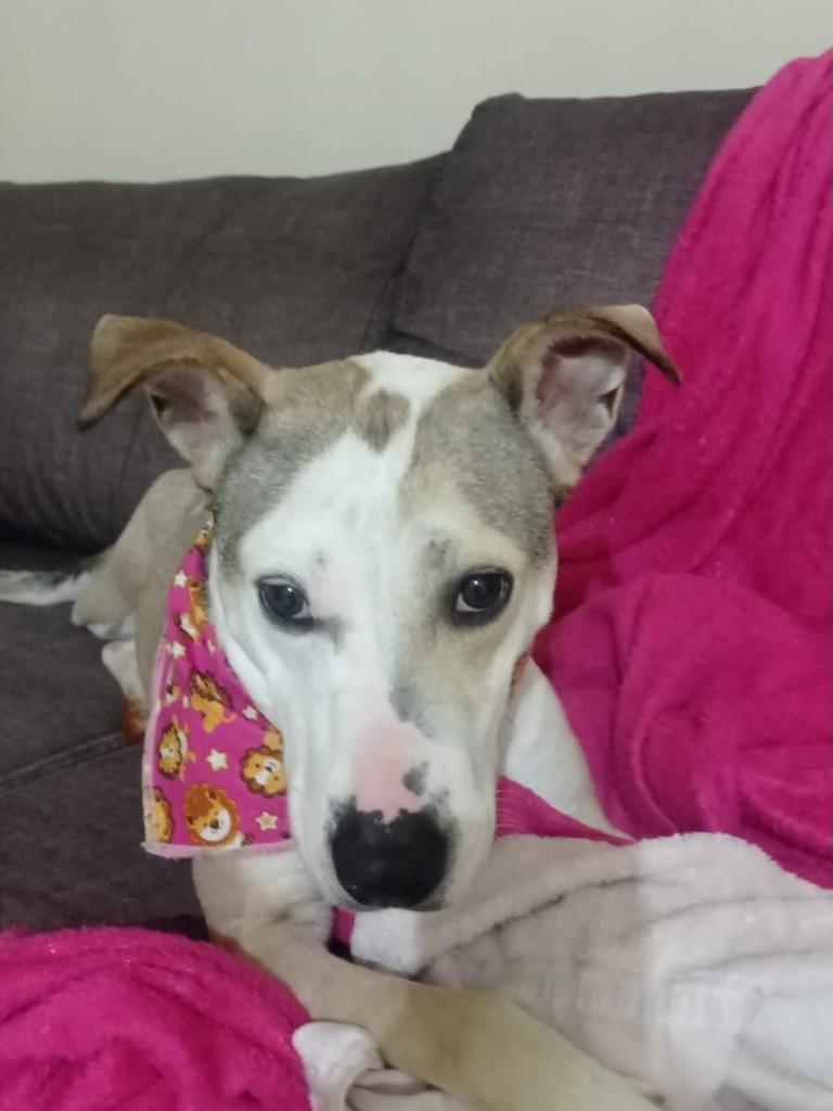 Pandora, cadela de porte médio para adoção em Chapecó - SC — foto 4 de 5