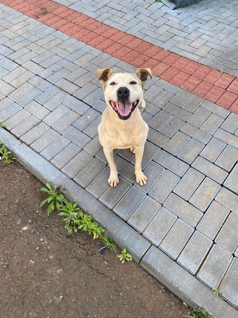 Pandora, cadela de porte médio para adoção em Chapecó - SC — foto 5 de 5