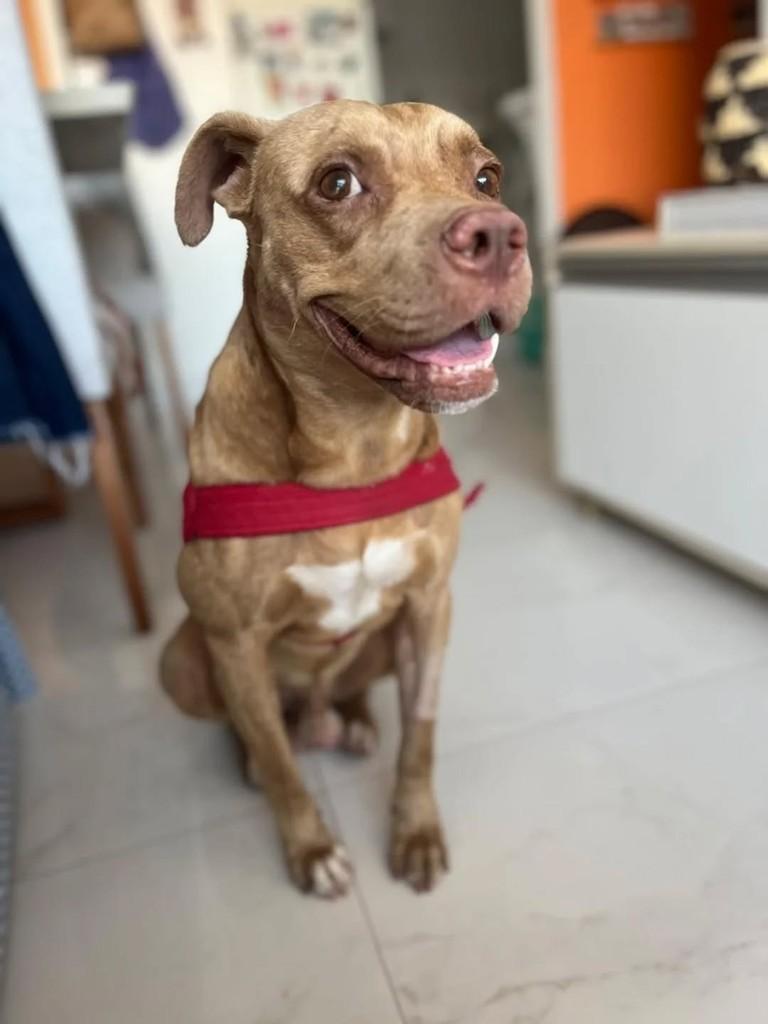Brad, cachorro de porte médio para adoção em Vila Velha - ES