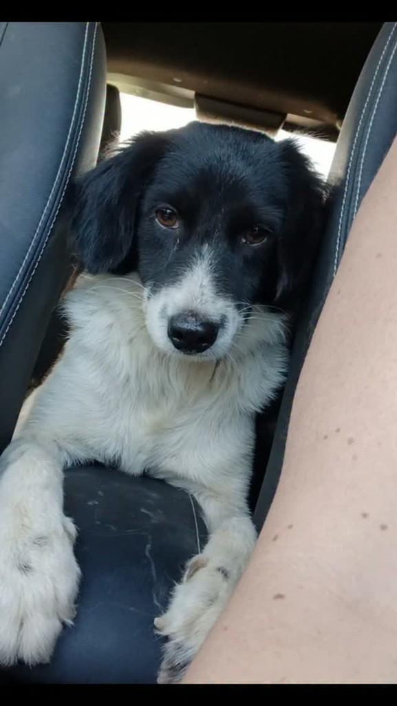 Dengo, cachorro de porte pequeno para adoção em Vila Velha - ES