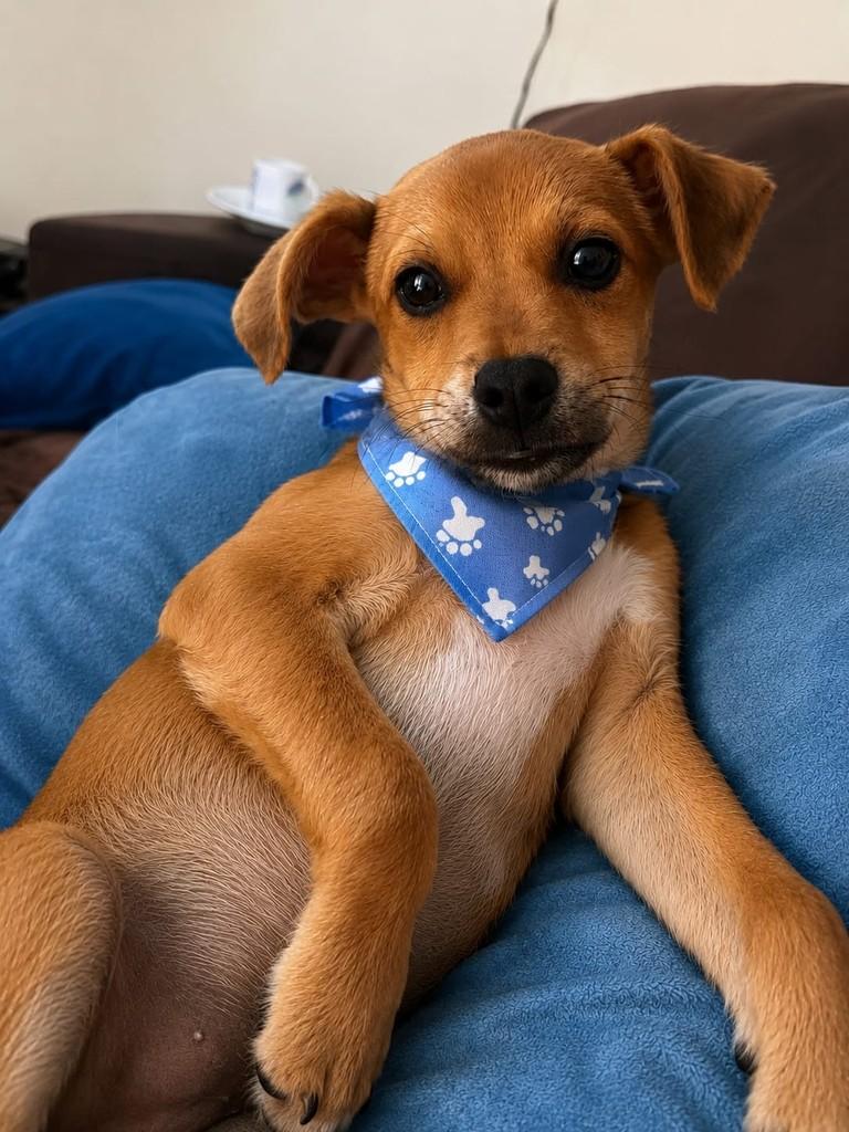 Bartolomeu, cachorro de porte pequeno para adoção em Vila Velha - ES