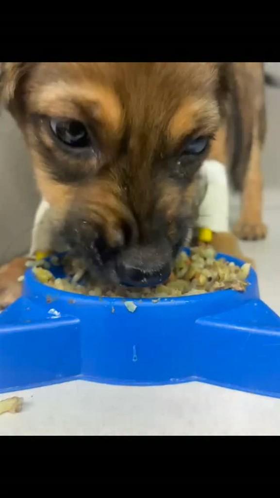 Cookie, cachorro de porte pequeno para adoção em Vila Velha - ES