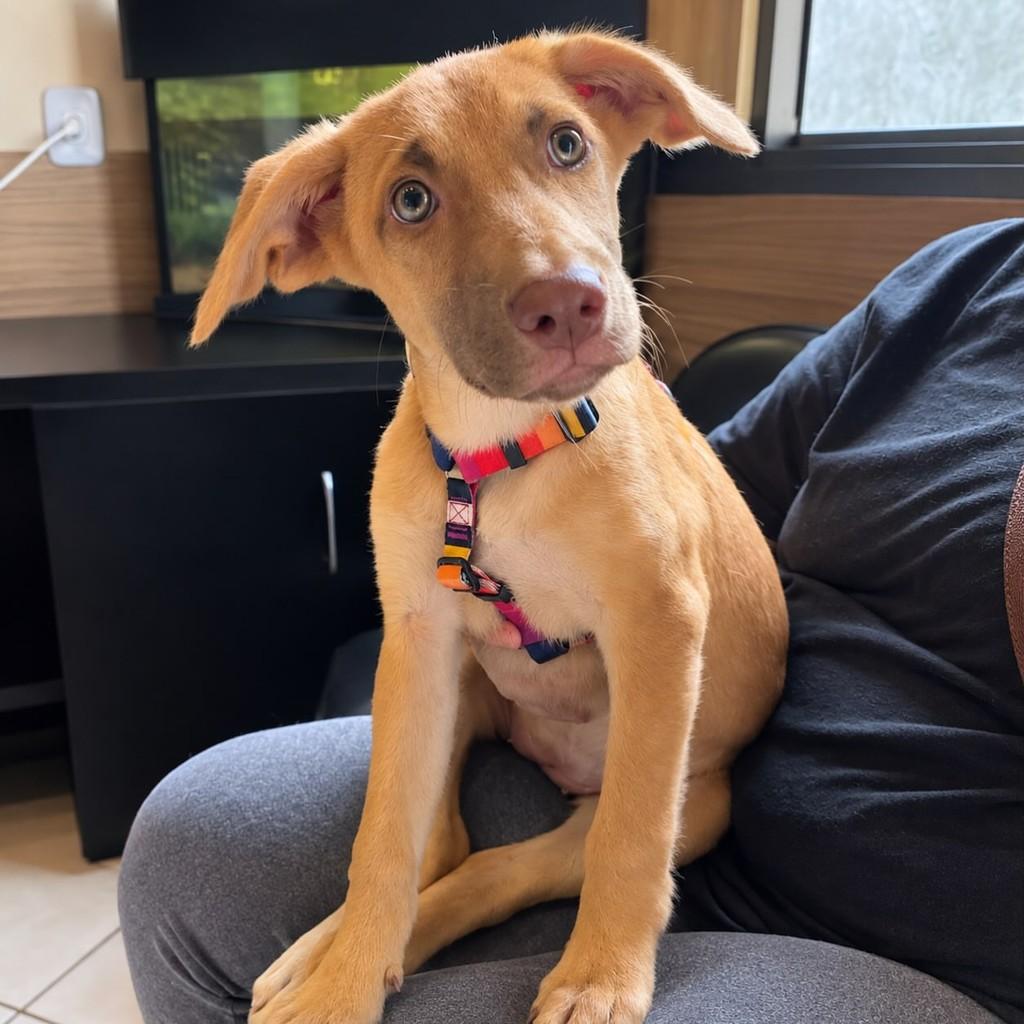 Mel, cadela de porte médio para adoção em Vila Velha - ES