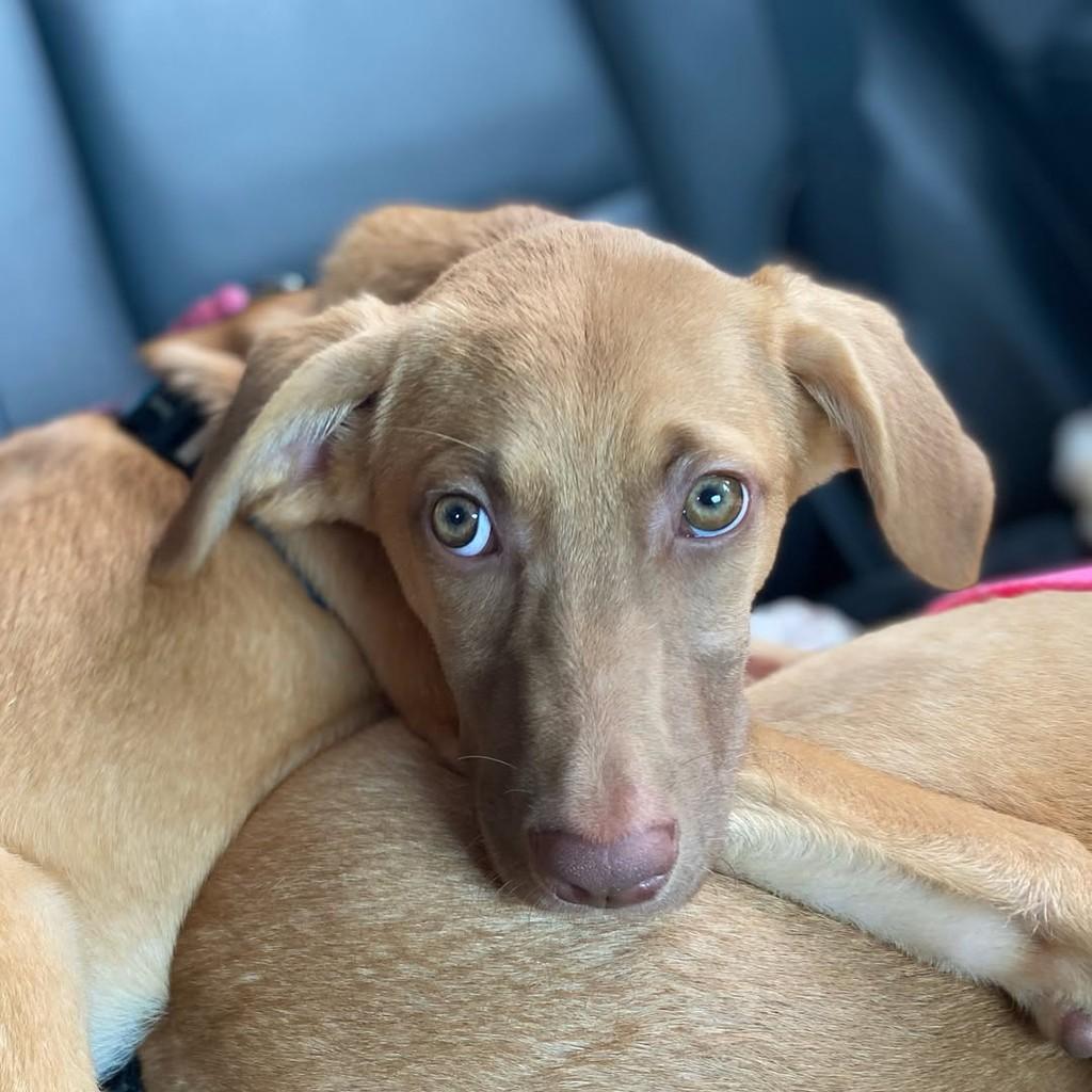 Mel, cadela de porte médio para adoção em Vila Velha - ES — foto 2 de 5