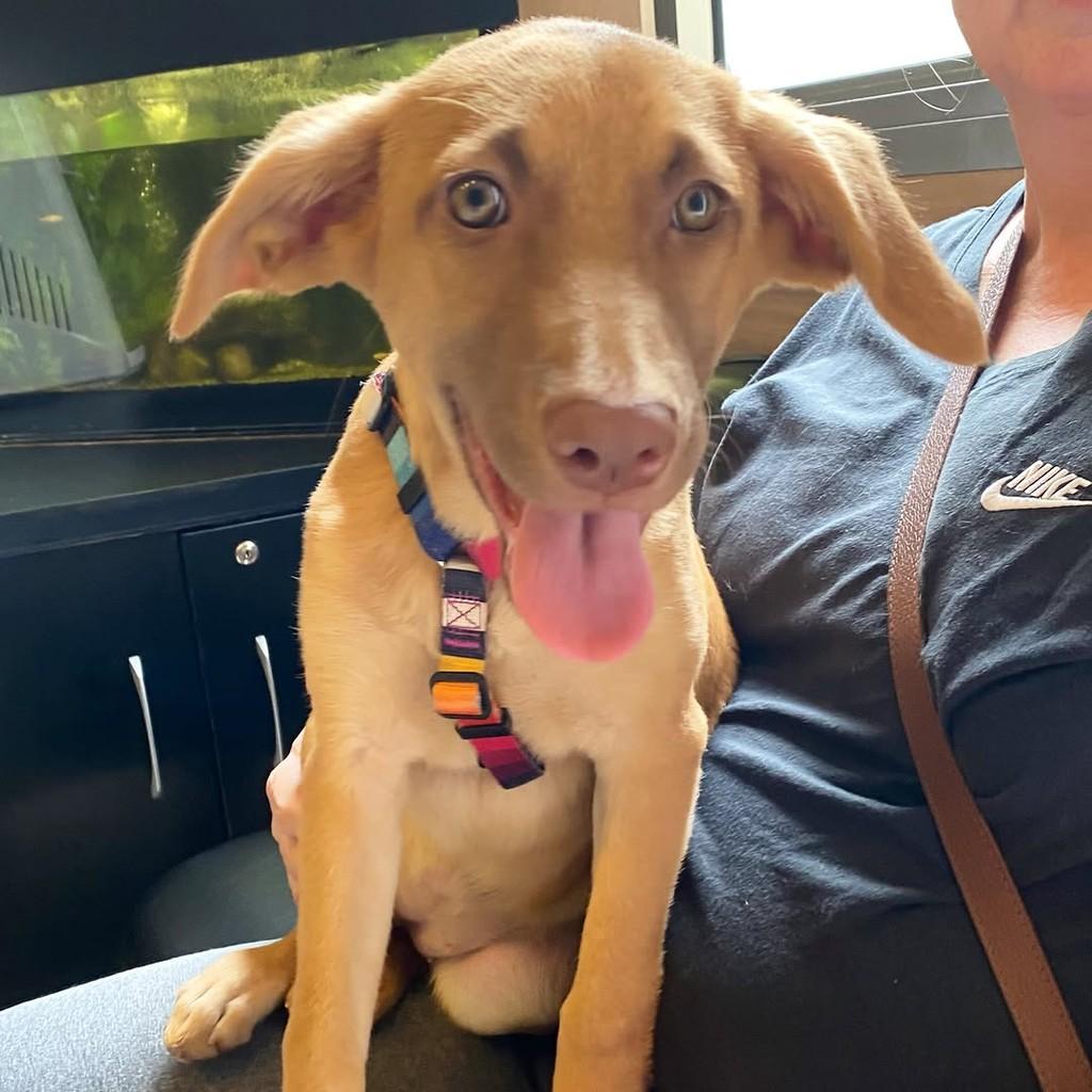 Mel, cadela de porte médio para adoção em Vila Velha - ES — foto 3 de 5