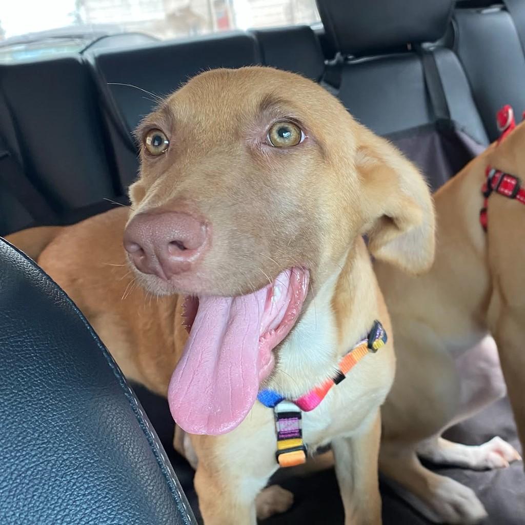 Mel, cadela de porte médio para adoção em Vila Velha - ES — foto 5 de 5