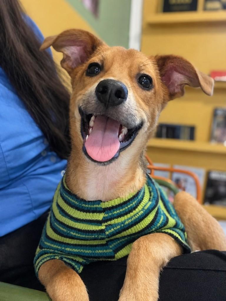Barto, cachorro de porte médio para adoção em Vila Velha - ES