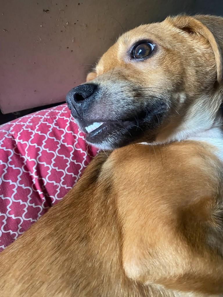 Barto, cachorro de porte médio para adoção em Vila Velha - ES — foto 2 de 7