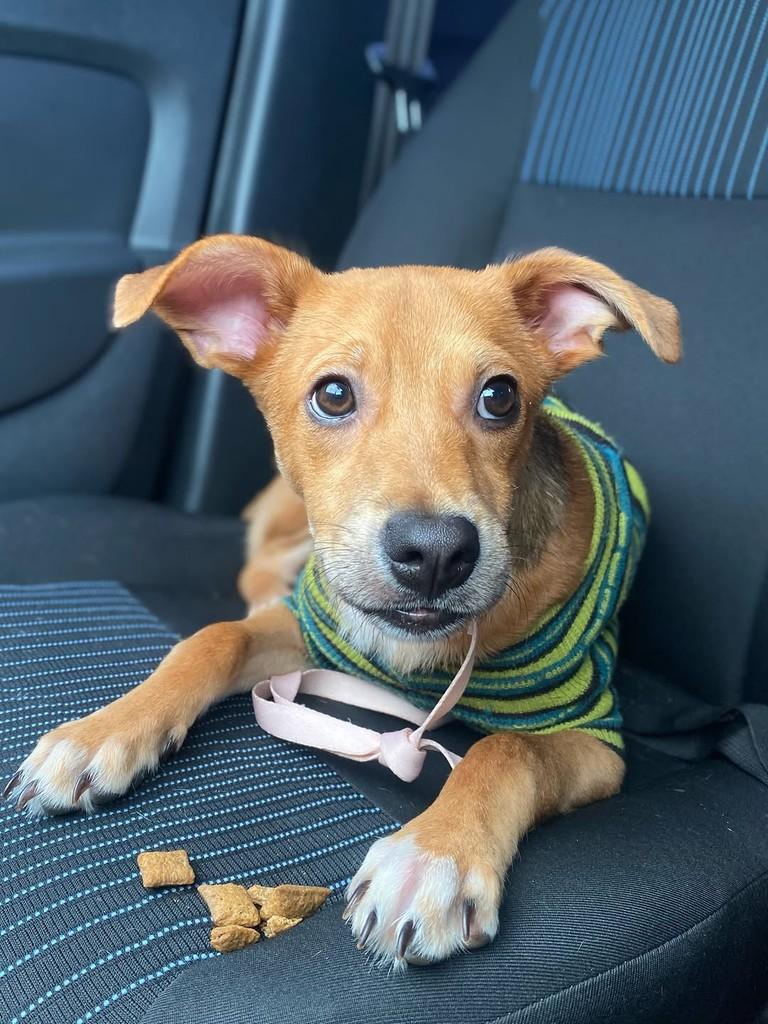 Barto, cachorro de porte médio para adoção em Vila Velha - ES — foto 3 de 7
