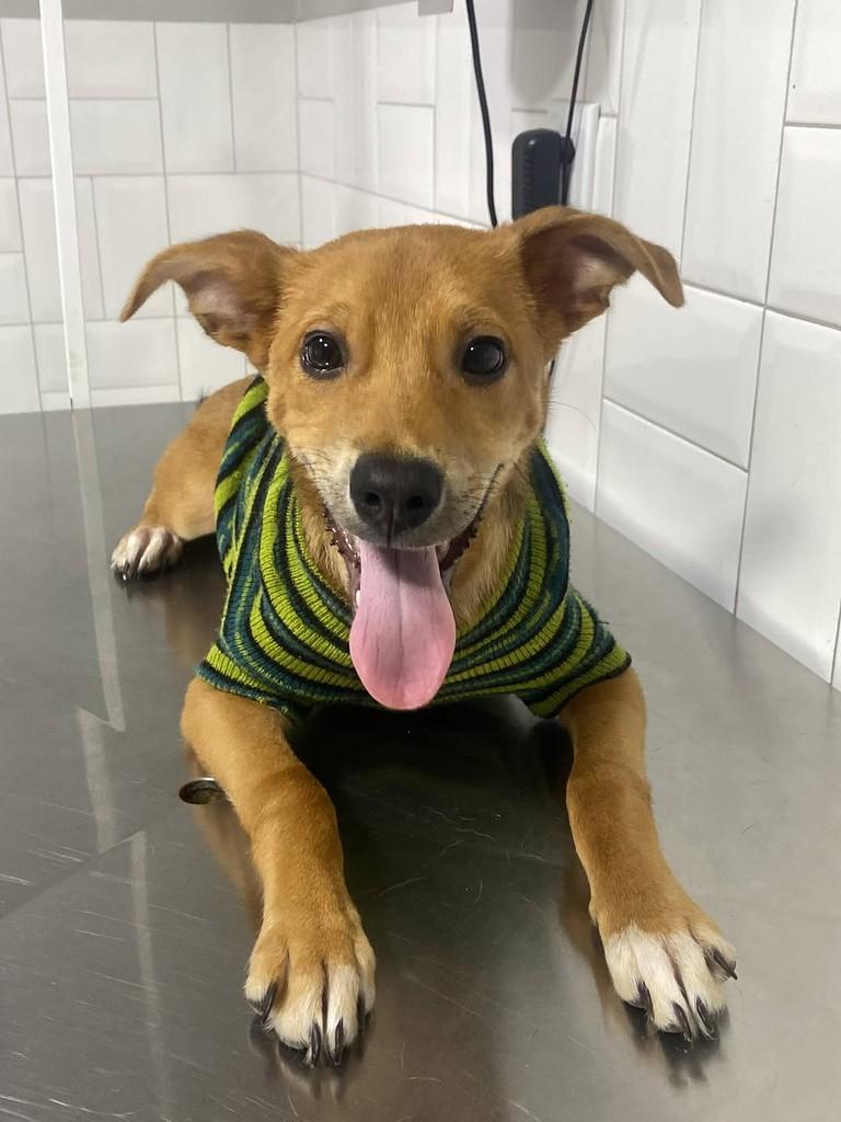 Barto, cachorro de porte médio para adoção em Vila Velha - ES — foto 4 de 7
