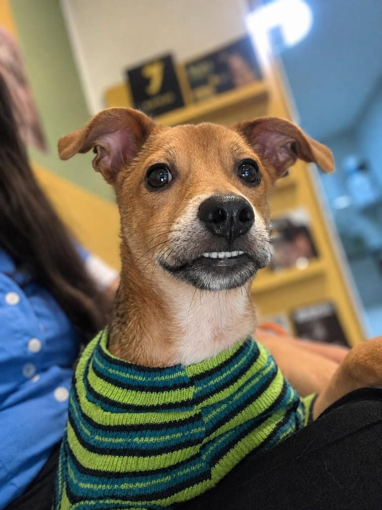 Barto, cachorro de porte médio para adoção em Vila Velha - ES — foto 5 de 7