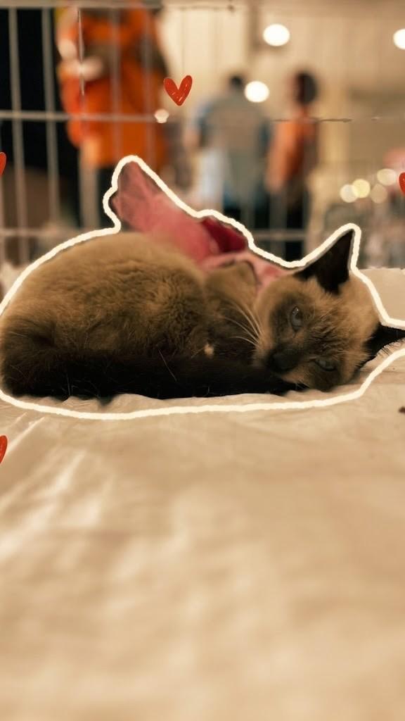 Bibi, gato de porte pequeno para adoção em Fortaleza - CE