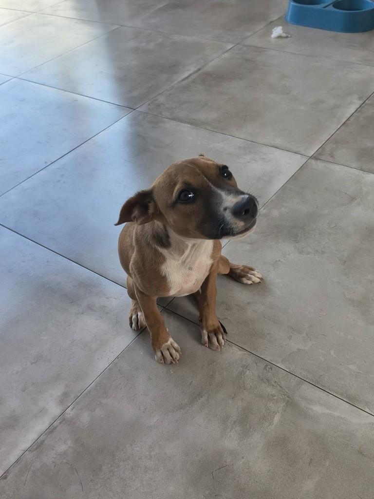 Sofia, cachorro de porte pequeno para adoção em Catalão - GO