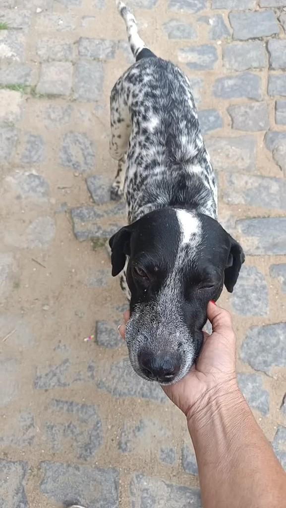 Dalmalata, cachorro de porte médio para adoção em Santo Antônio de Pádua - RJ