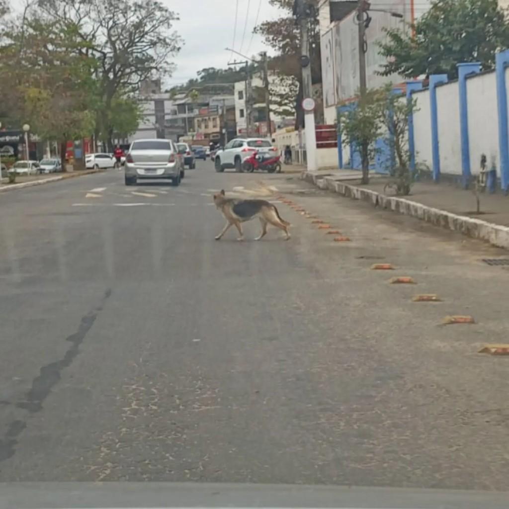 Li, cadela de porte pequeno para adoção em Santo Antônio de Pádua - RJ