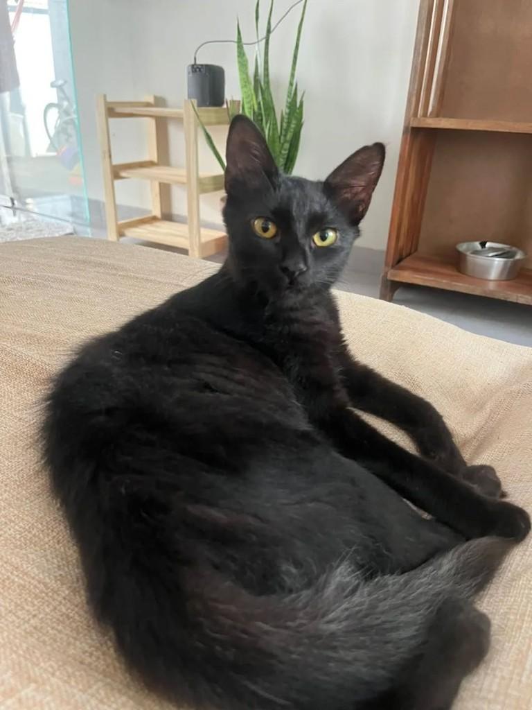 Ravena, gata de porte pequeno para adoção em Palmas - TO