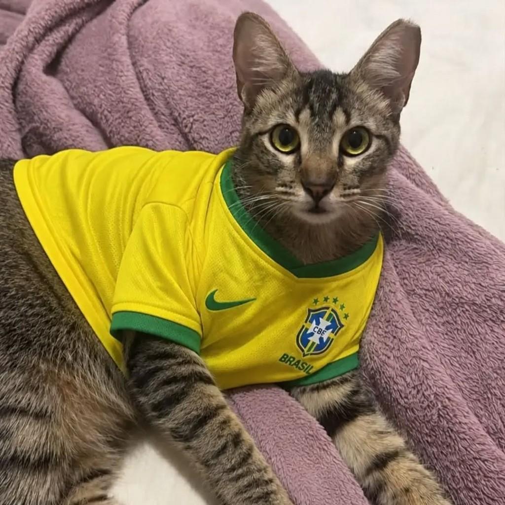 Bella, gata de porte pequeno para adoção em Palmas - TO