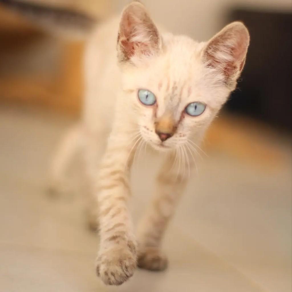 Pudim, gato de porte pequeno para adoção em Palmas - TO