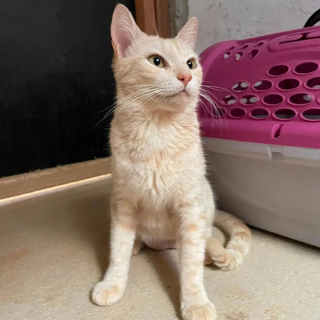 Amélia, gata de porte pequeno para adoção em Palmas - TO
