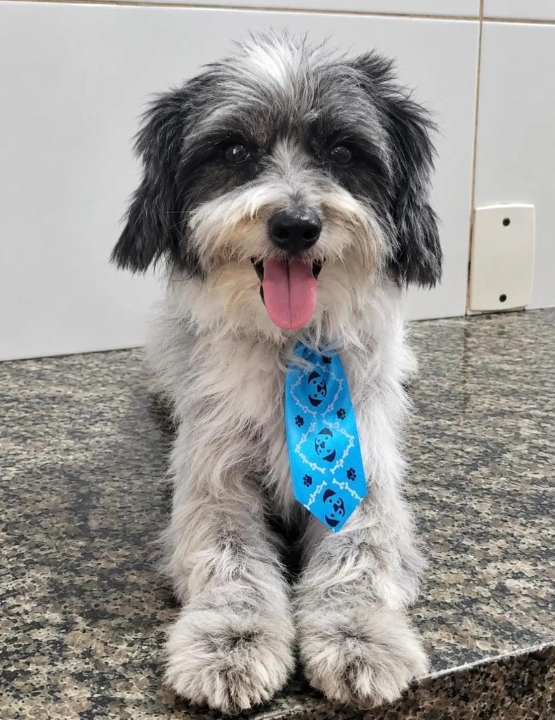 Bartolomeu, cachorro de porte pequeno para adoção em Palmas - TO