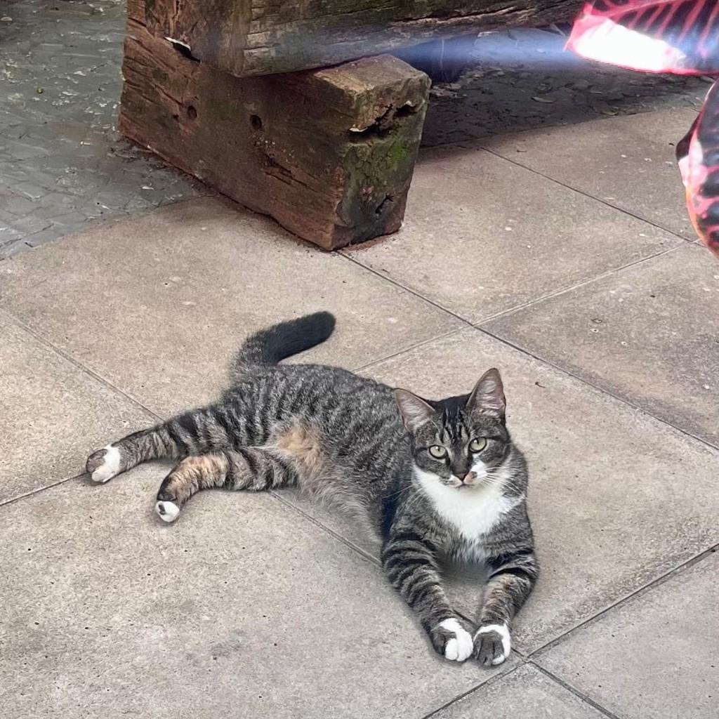 Mafalda, gata de porte médio para adoção em São Paulo - SP