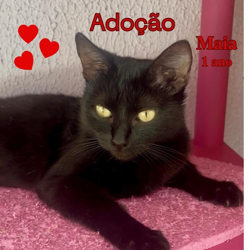 Maia, gata para adoção em São Paulo - SP