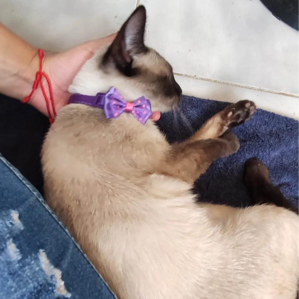 Mini Grazi, gato de porte pequeno para adoção em São Paulo - SP