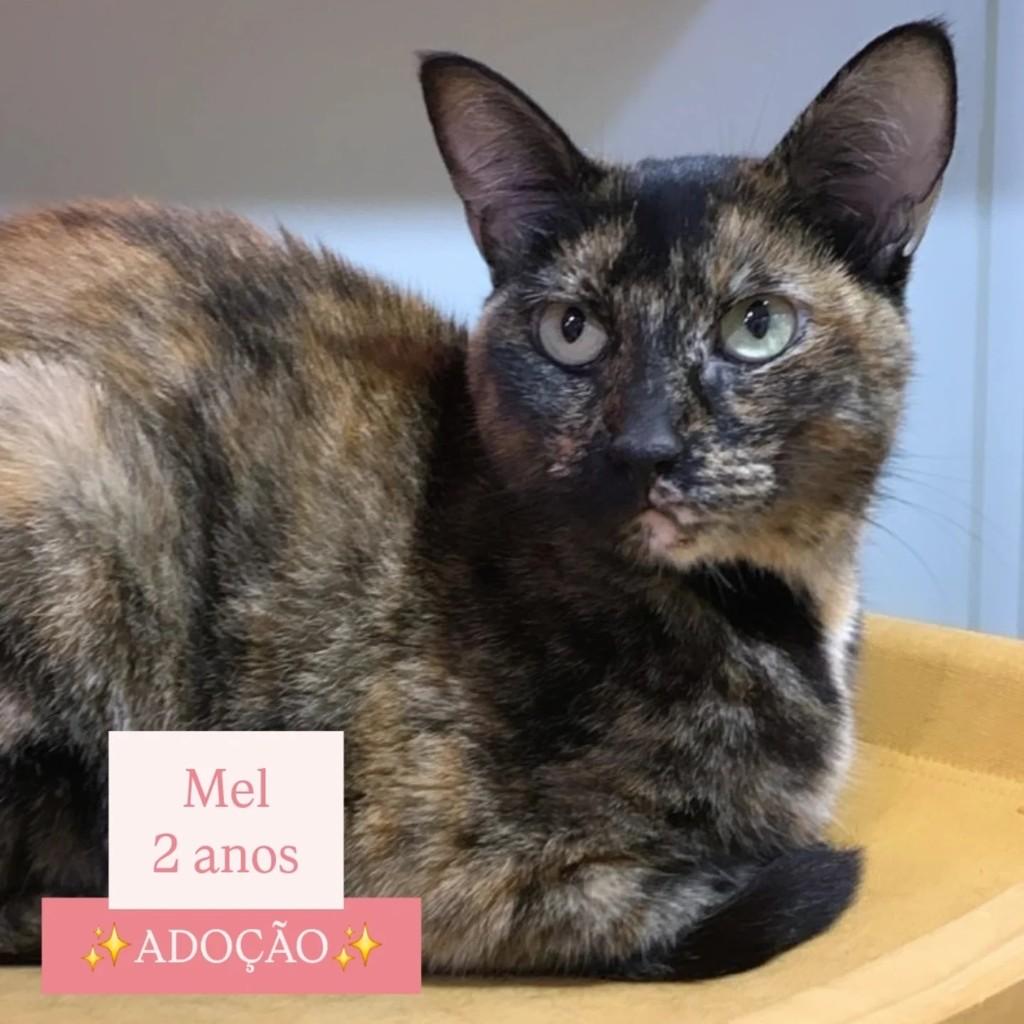 Mel, gata para adoção em São Paulo - SP
