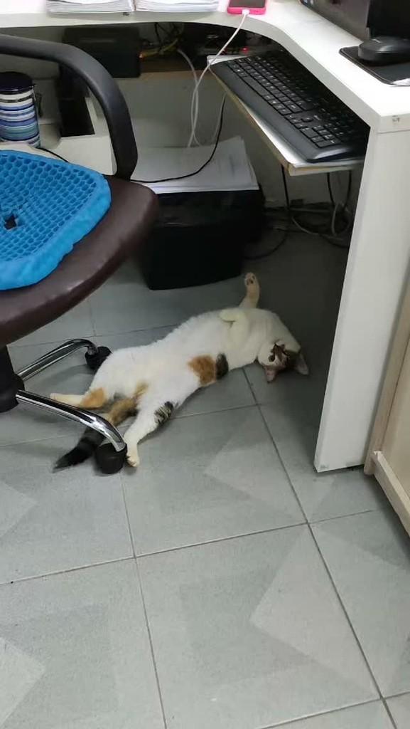 Bella, gata de porte pequeno para adoção em São Paulo - SP