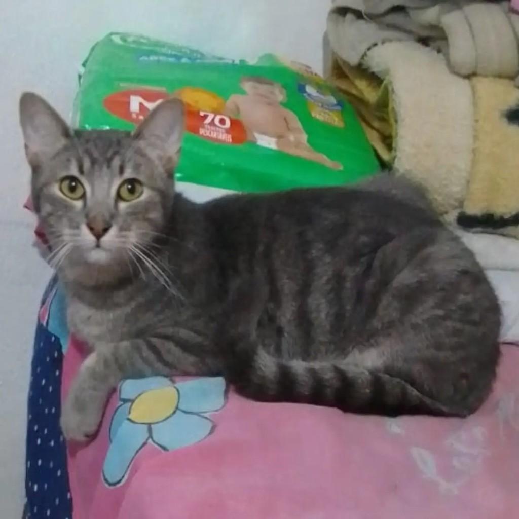Ganesha, gato de porte médio para adoção em São Paulo - SP — foto 2 de 3