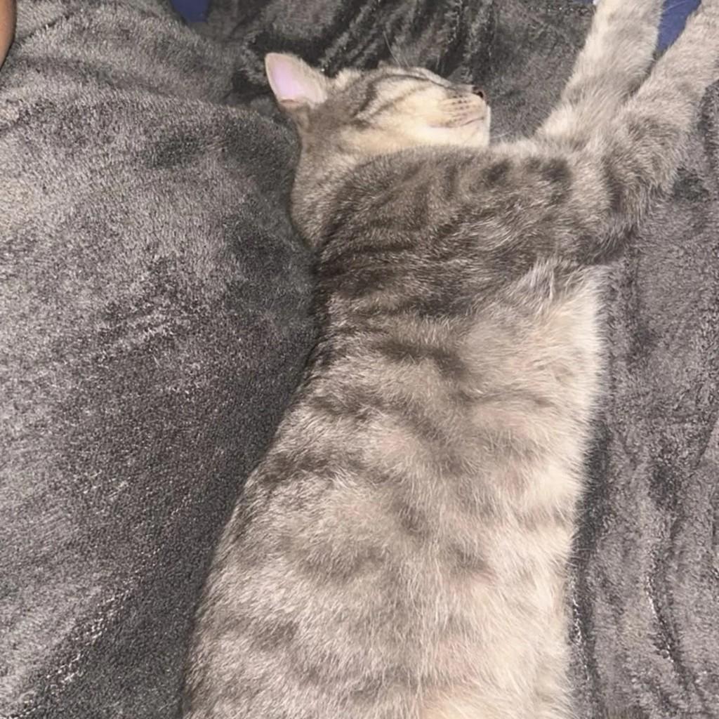 Ganesha, gato de porte médio para adoção em São Paulo - SP — foto 3 de 3